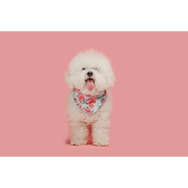 A Dog Of Bichon Frize Breed Isolated On Pink Colour by Master1305 - Wrapped Canvas Print Ebern Designs Size: 20.32cm H x 30.48cm W on Productcaster.