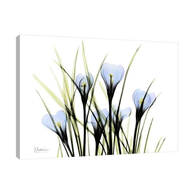 Bunched Crocus C38 - Wrapped Canvas Graphic Art Print on Canvas East Urban Home Size: 91 cm H x 122 cm W on Productcaster.