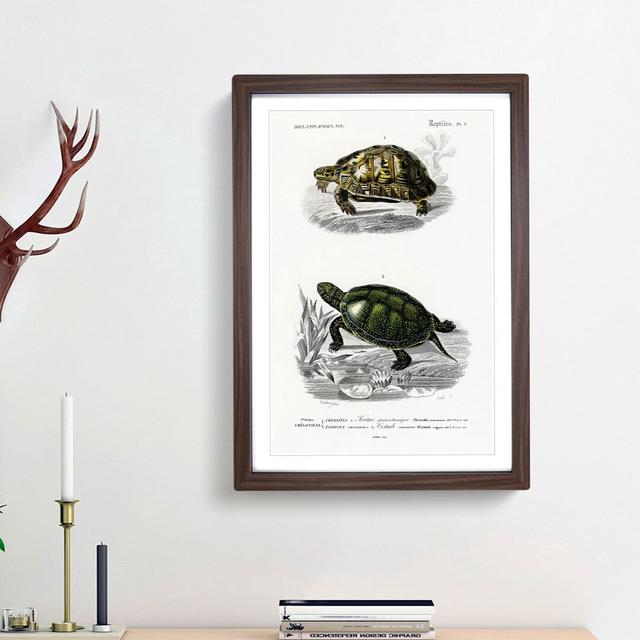 Tortoise & Turtle Illustrations PL. 1 by Charles d' Orbigny - Picture Frame Painting Print on MDF East Urban Home Size: 36cm H x 27cm W x 2cm D, Frame on Productcaster.