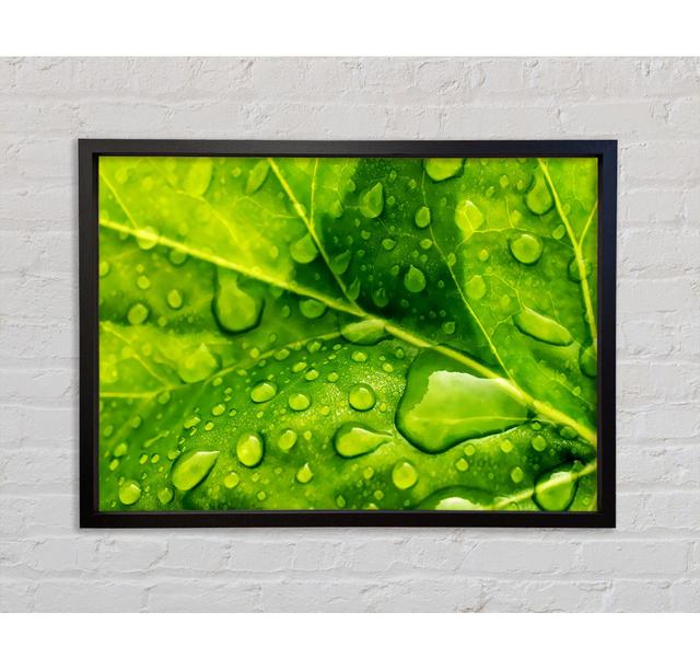 Dewdrop Leaves - Single Picture Frame Art Prints on Canvas Bright Star Size: 100cm H x 141.4cm W x 3.3cm D on Productcaster.