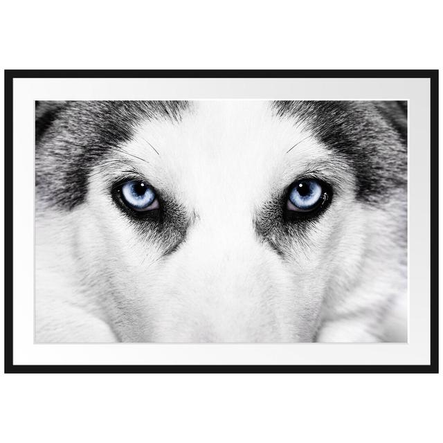 Gerahmtes Poster Husky mit Eisblauen Augen East Urban Home Größe: 70 cm H x 100 cm B on Productcaster.