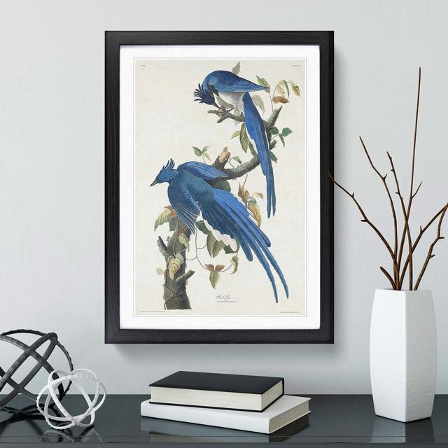 Columbia Jay by John Audubon - Picture Frame Painting East Urban Home Frame Option: Black Framed, Size: 48cm H x 36cm W x 2cm D on Productcaster.