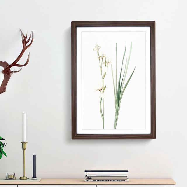 Siberian Iris Flowers by Pierre-Joseph Redoute - Picture Frame Painting Print East Urban Home Frame Option: Walnut Framed, Size: 48cm H x 36cm W x 2cm on Productcaster.