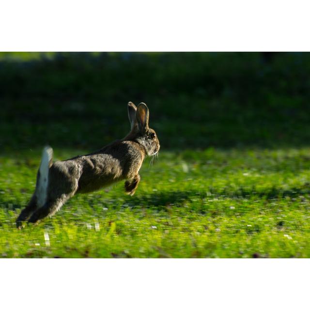 Jump - Wrapped Canvas Photograph August Grove Size: 51cm H x 76cm W x 3.8cm D on Productcaster.