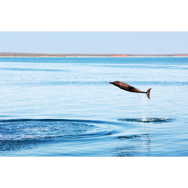 Feagin Bottlenose Dolphin by J_Knaupe - Wrapped Canvas Photograph House of Hampton Size: 81cm H x 122cm W x 3.8cm D on Productcaster.