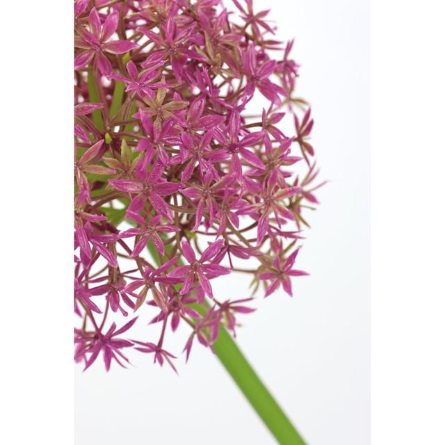 Allium ornamental onion branch single flower stem flower artificial flowers (Set of 2) The Seasonal Aisle Flower Colour: Mauve on Productcaster.