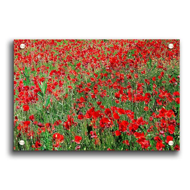 Red Poppy Field Flowers - Unframed Photograph Print on Acrylic East Urban Home Size: 29.7cm H x 42cm W on Productcaster.