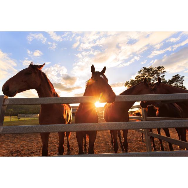 Horses at Sunset by Oxime - Wrapped Canvas Photograph 17 Stories Size: 30cm H x 46cm W on Productcaster.