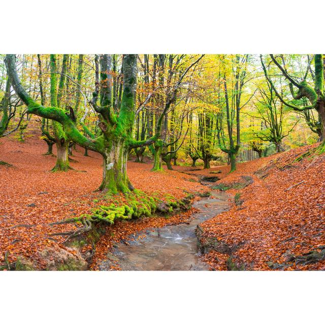 Forest by Jon Chica Parada - Wrapped Canvas Photograph Alpen Home Size: 30cm H x 46cm W on Productcaster.