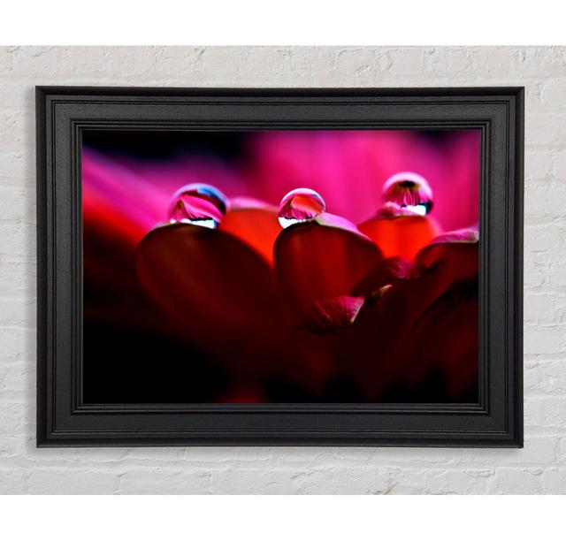 Dew On Petals Macro Framed Print Ebern Designs Size: 29.7cm H x 42cm W on Productcaster.