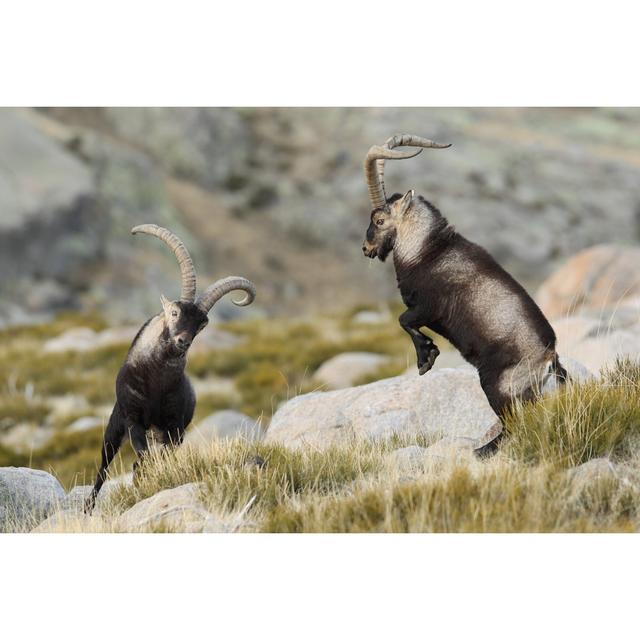 Wabbaseka Iberian Ibex by Paolo-Manzi - Wrapped Canvas Photograph Natur Pur Size: 20cm H x 30cm W x 3.8cm D on Productcaster.