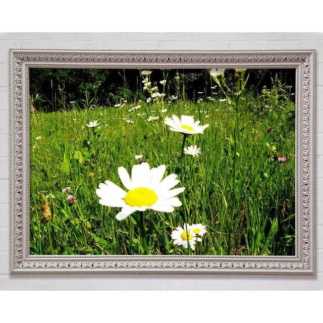 Daisy Field - Single Picture Frame Art Prints Bright Star Size: 84.1cm H x 118.9cm W on Productcaster.