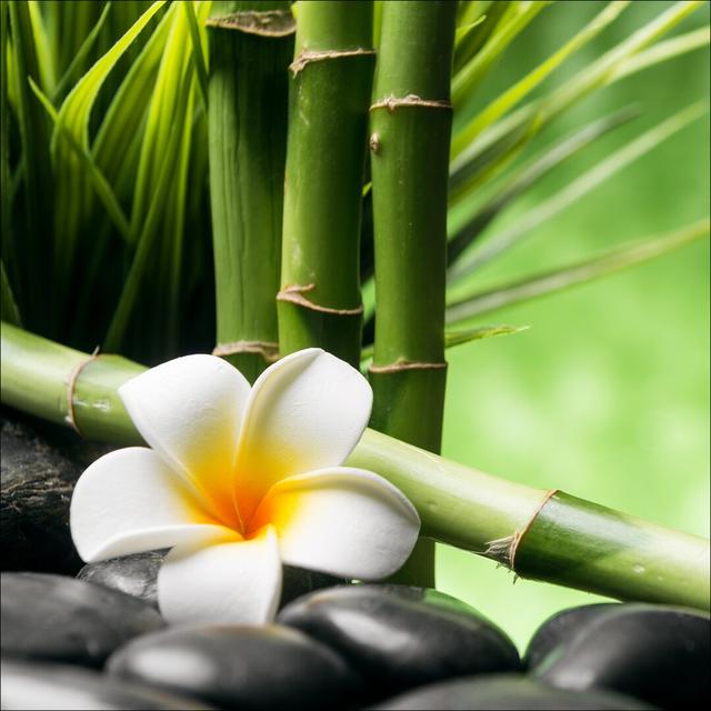 Flowers - Stones - Bamboo III - Unframed Graphic Art Print on Glass Bay Isle Home Size: 50cm H x 125cm W x 1.4cm D on Productcaster.