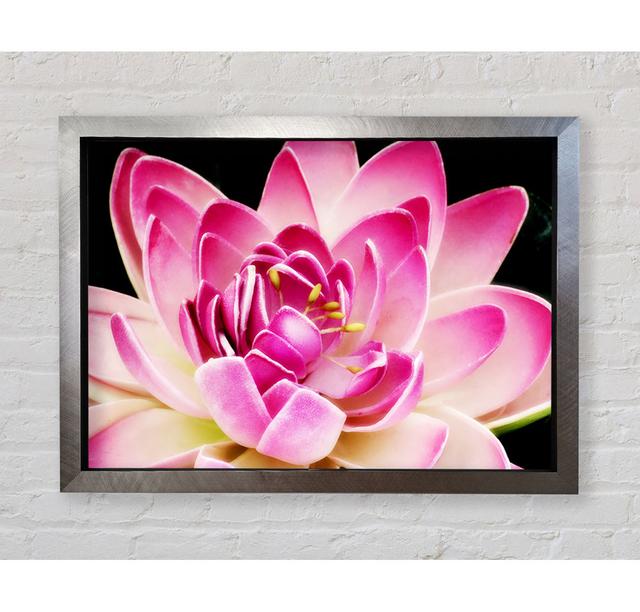 Water Lily Petals - Single Picture Frame Art Prints Bright Star Size: 84.1cm H x 118.9cm W x 3.4cm D on Productcaster.