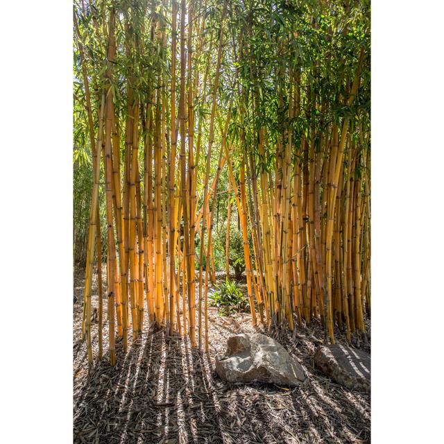 Bamboo by Barbara Markoff - Wrapped Canvas Art Prints Alpen Home Size: 46cm H x 30cm W on Productcaster.