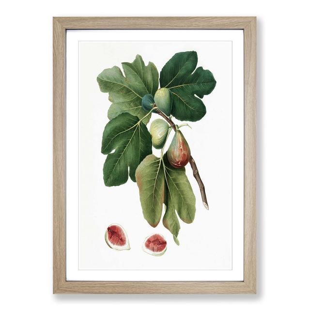 Common Figs by Giorgio Gallesio - Picture Frame Painting East Urban Home Size: 48cm H x 36cm W x 2cm D, Frame Option: Oak Framed on Productcaster.