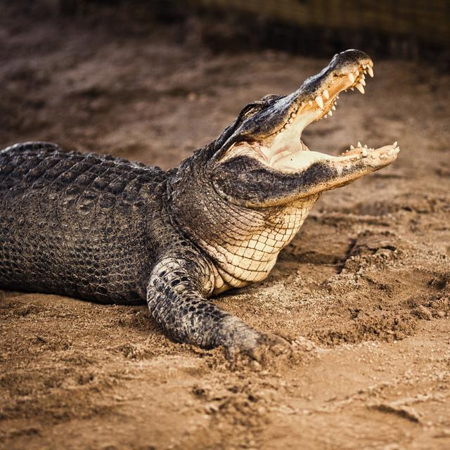 American Alligator by THEPALMER - No Frame Art Prints on Canvas 17 Stories Size: 30cm H x 30cm W on Productcaster.