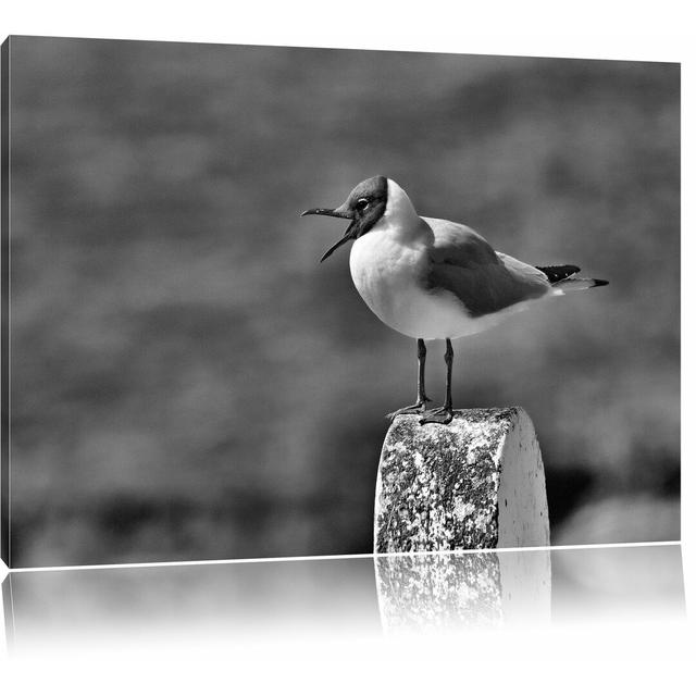 Leinwandbild Kleine Lachmöwe in Monochrom East Urban Home Größe: 80 cm H x 120 cm B on Productcaster.