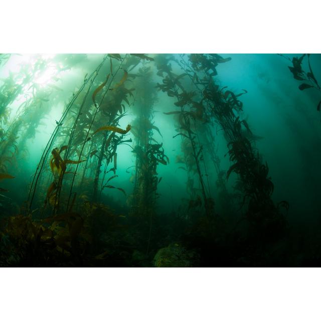 Kaiti Kelp Forest by Velvetfish - Wrapped Canvas Print Union Rustic Size: 30cm H x 46cm W x 3.8cm D on Productcaster.