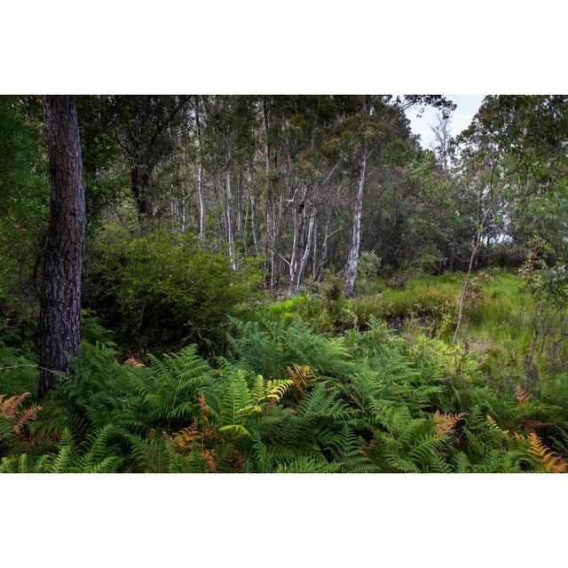 Lagoon Forest by Idtm - Wrapped Canvas Photograph Alpen Home Size: 51cm H x 76cm W on Productcaster.