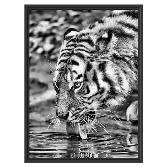 Gerahmtes Wandbild Tiger am Wasser East Urban Home Größe: 80 cm H x 60 cm B on Productcaster.