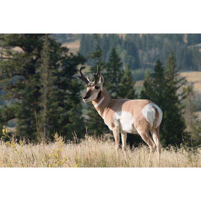 Estepp Pronghorn Walking In Grass - Wrapped Canvas Photograph Alpen Home Size: 51cm H x 76cm W x 3.8cm D on Productcaster.