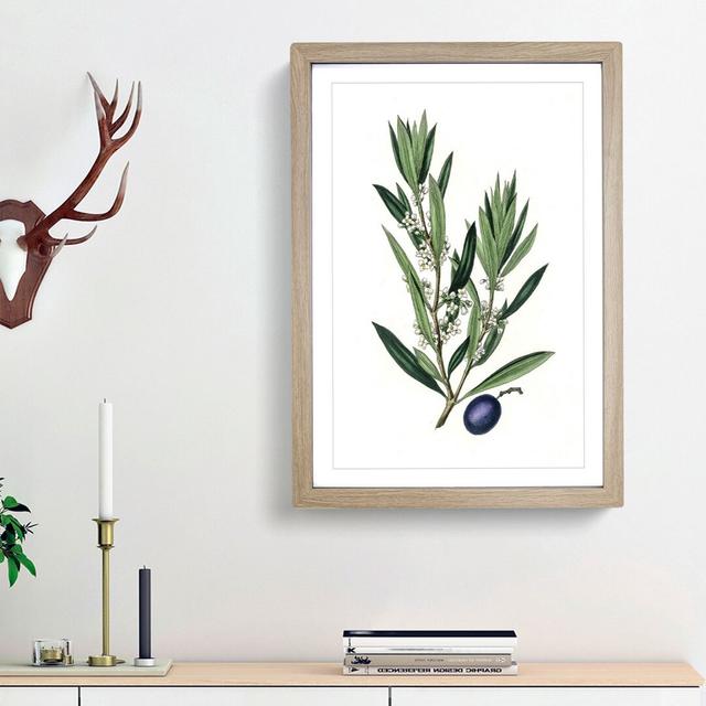 Olive Tree Flowers Illustration - Picture Frame Painting Print East Urban Home Frame Option: Oak Framed, Size: 36cm H x 27cm W x 2cm D on Productcaster.