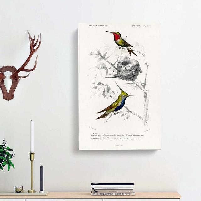 Bird Illustrations PL. 5d by Charles D' Orbigny - Wrapped Canvas Painting East Urban Home Size: 60cm H x 40cm W x 3cm D on Productcaster.