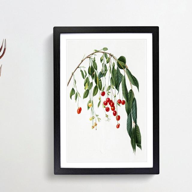 Visciola Cherry Tree by Giorgio Gallesio - Picture Frame Painting Print East Urban Home Frame Option: Black Framed, Size: 65cm H x 48cm W x 2cm D on Productcaster.