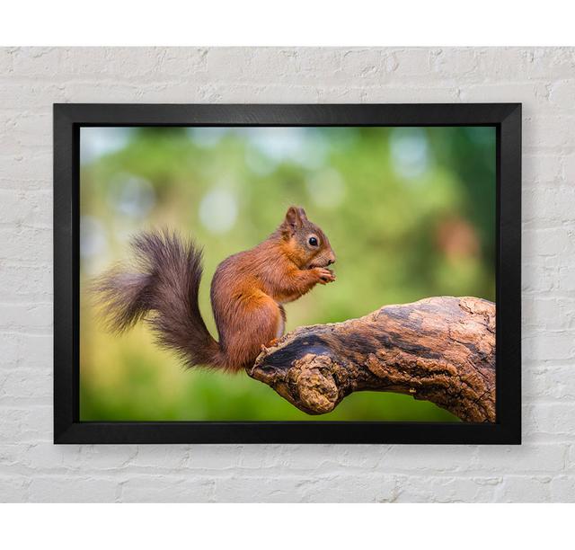 Squirrell Eating Nuts On Branch - Single Picture Frame Art Prints Bright Star Size: 59.7cm H x 84.1cm W on Productcaster.