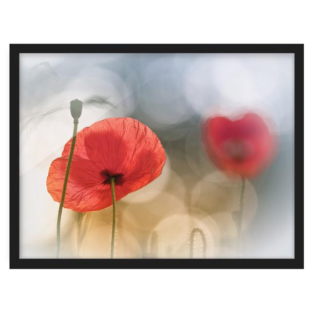 Poppies in the Morning - Picture Frame Graphic Art Rosalind Wheeler Size: 30cm H x 40cm W x 2cm D, Frame Option: Black Framed on Productcaster.