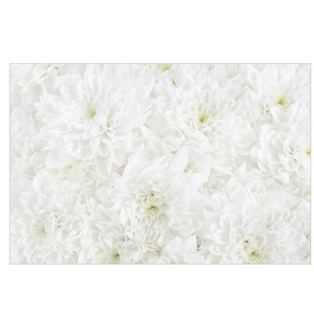 Sea of White Dahlia Flowers 2.9m x 4.32m Textured Matte Peel & Stick Wall Mural East Urban Home Materialqualität: Standard (110g/m²), Size: 4.8m x 320 on Productcaster.