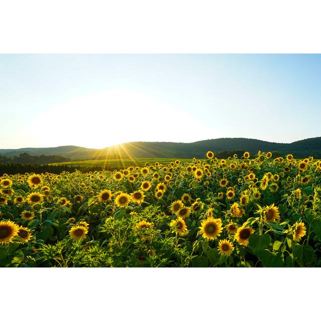 Sunflowers by BaileysTable - Wrapped Canvas Print Brambly Cottage Size: 81cm H x 122cm W on Productcaster.