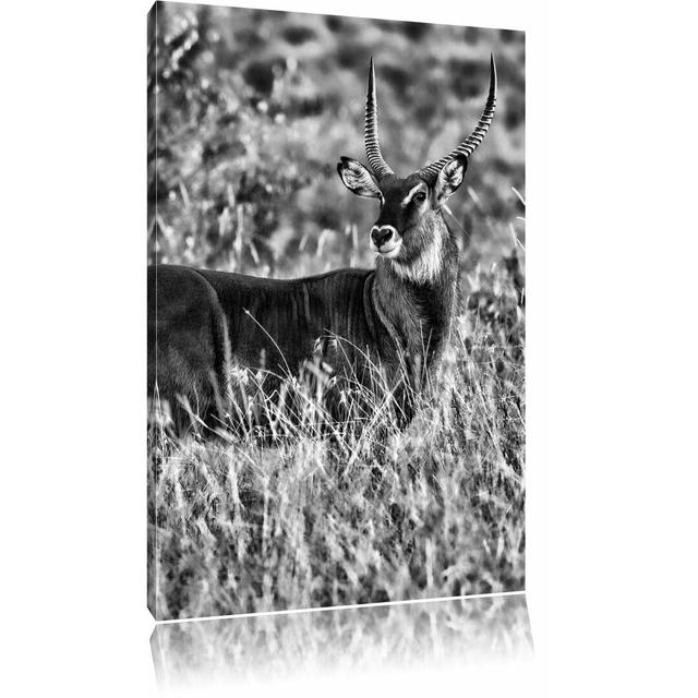 Leinwandbild Ausgewachsene Dorkasgazelle in Monochrom East Urban Home Größe: 100 cm H x 70 cm B on Productcaster.