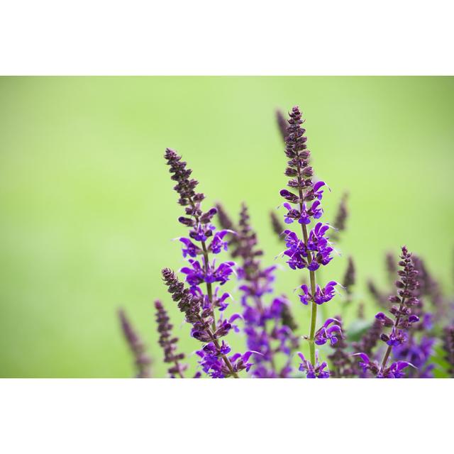 Salvia Nemorosa von Skhoward - Drucken 17 Stories Größe: 20 cm H x 30 cm B on Productcaster.