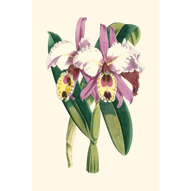 Magnificent Orchid I by Vision Studio - Wrapped Canvas Art Prints Rosalind Wheeler Size: 76cm H x 51cm W on Productcaster.