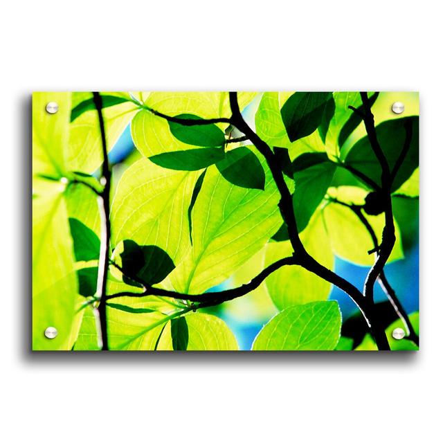 Green Leaves in Sunlight Flowers - Unframed Photograph Print on Acrylic East Urban Home Size: 59.4cm H x 84.1cm W on Productcaster.