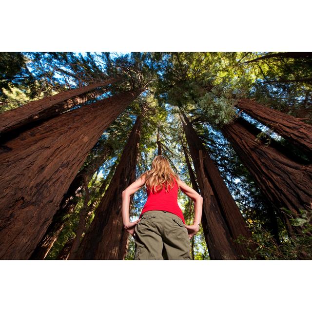 Redwood Hiking by MichaelSvoboda - No Frame Art Prints on Canvas Alpen Home Size: 81cm H x 122cm W on Productcaster.