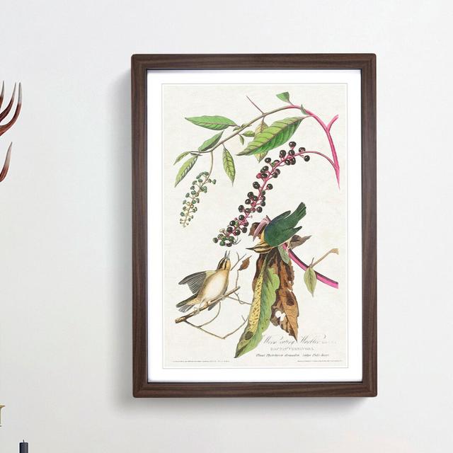 Two Warbler Birds by John Audubon - Picture Frame Painting Print East Urban Home Frame Option: Walnut Framed, Size: 48cm H x 36cm W x 2cm D on Productcaster.