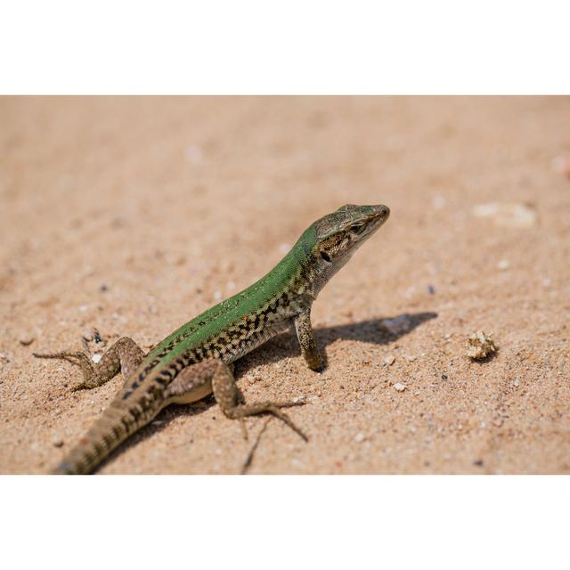 Green Lizard In The Sand In The Fasano Apulia Italy by Aleksejs Bergmanis - Wrapped Canvas Print Gracie Oaks Size: 20cm H x 30cm W x 3.8cm D on Productcaster.