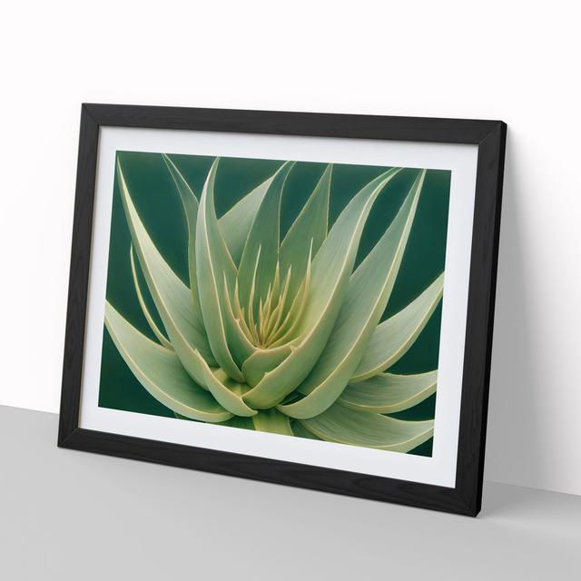 Beguiling Aloe Vera Plant - Picture Frame Graphic Art World Menagerie Size: 46cm H x 64cm W x 2cm D, Frame Colour: Black Frame on Productcaster.