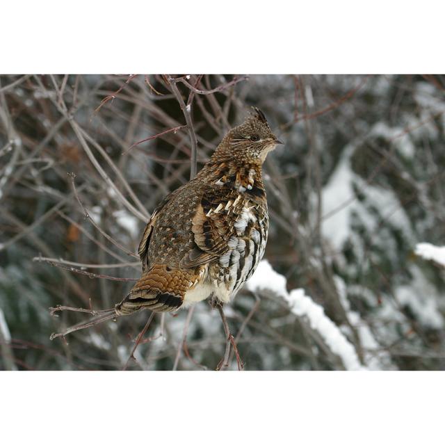 Ruffed Grouse 17 Stories Size: 51cm H x 76cm W on Productcaster.