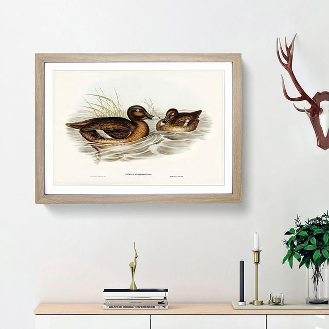 White-Eyed Duck by Elizabeth Gould - Picture Frame Painting Print East Urban Home Frame Option: Oak Framed, Size: 27cm H x 36cm W x 2cm D on Productcaster.