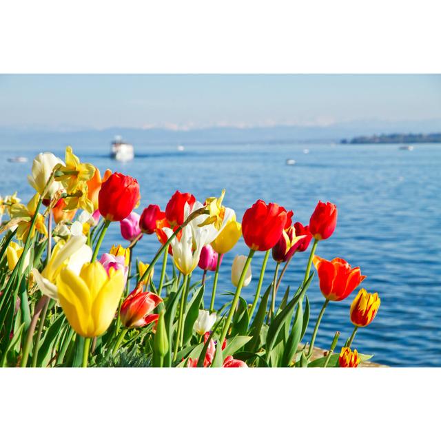 Heroux Tulips On Lake Bodensee - Wrapped Canvas Photograph Latitude Run Size: 81cm H x 122cm W x 3.8cm D on Productcaster.