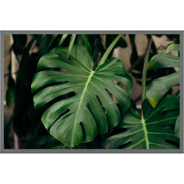 Abdikarim Monstera Leaves In Home Interior - Single Picture Frame Art Prints Bay Isle Home Size: 76cm H x 114cm W x 4cm D, Frame Option: Grey Framed on Productcaster.