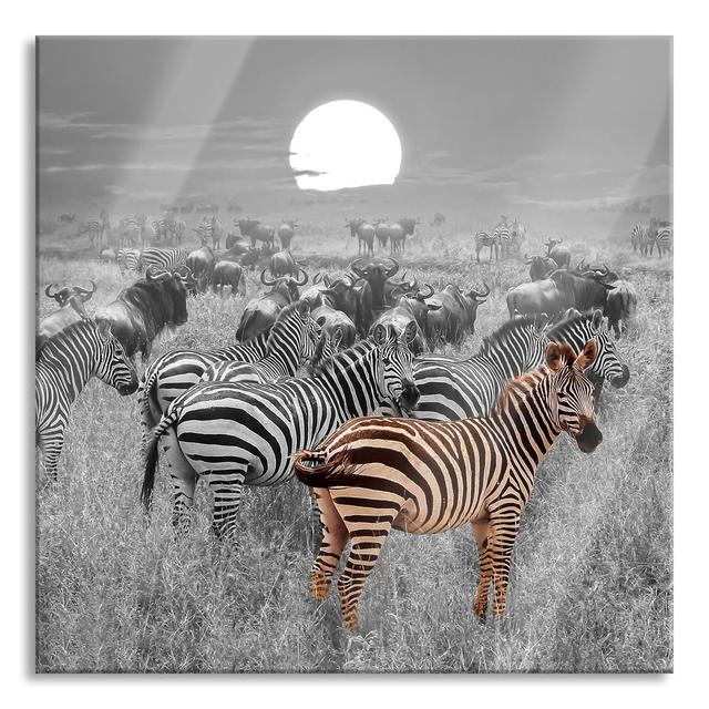 Zebra Herd In The Savannah At Sunset - No Frame Print on Glass 17 Stories Size: 80cm H x 80cm W x 0.4cm D on Productcaster.