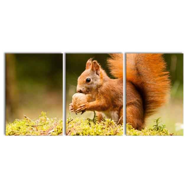 Squirrel with a Nut Photographic Art Print Multi-Piece Image on Canvas East Urban Home Size: 100 cm H x 210 cm W on Productcaster.