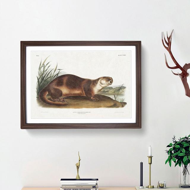 Canadian Otter by J.W. Audubon - Picture Frame Painting Print on MDF East Urban Home Frame Option: Walnut Framed, Size: 36cm H x 48cm W x 2cm D on Productcaster.