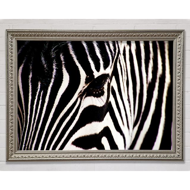 Zebra Stare - Single Picture Frame Art Prints Ebern Designs Size: 21cm H x 29.7cm W on Productcaster.