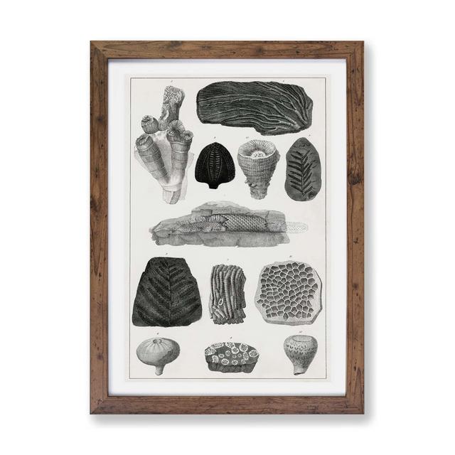 'Collection of Fossils' by Oliver Goldsmith - Picture Frame Drawing Print on Paper East Urban Home Size: 24cm H x 33cm W x 2cm D, Frame Option: Walnut on Productcaster.